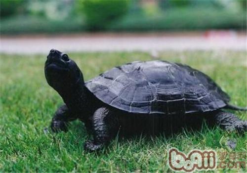 黑颈乌龟的生活环境