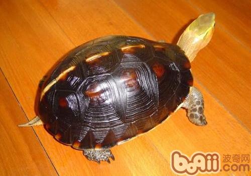 黃緣閉殼龜吃什么比較好？