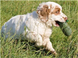 克伦伯猎鹬犬的形态特征