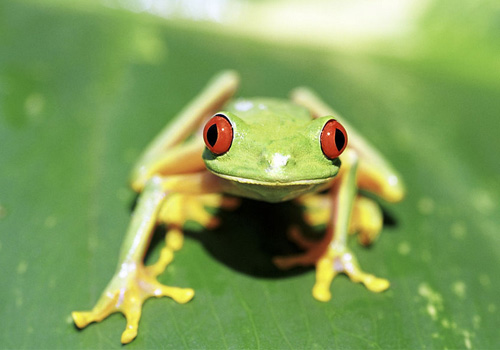 棕叶掌树蛙的生活环境