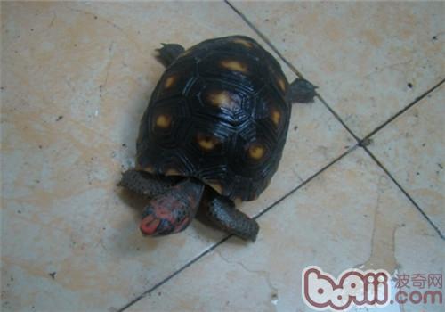 紅腿陸龜的外貌特征