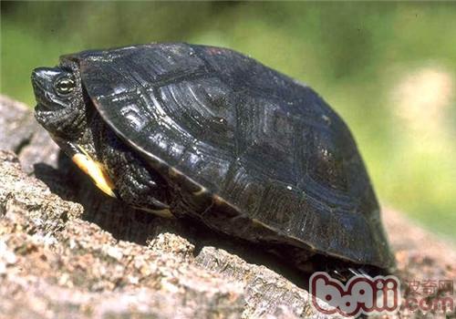 黑頸烏龜的形態特征