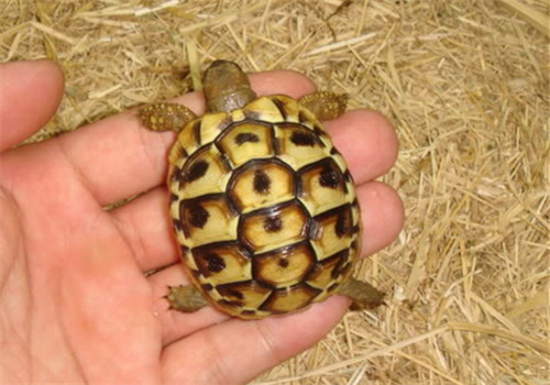 赫曼陆龟的品种简介