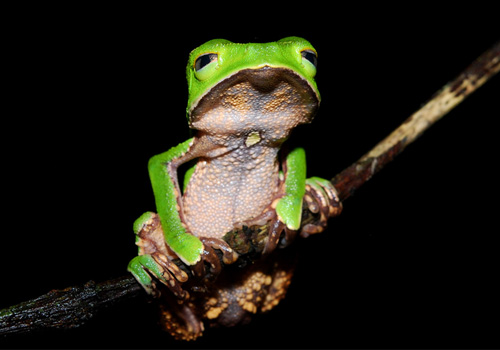 棕叶掌树蛙的饲养要求