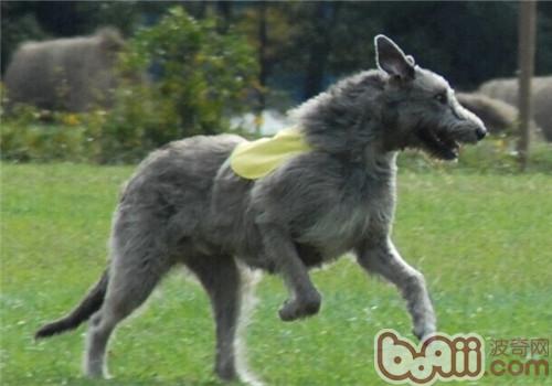 爱尔兰猎狼犬的品种简介