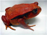 安东吉利红蛙的环境要求