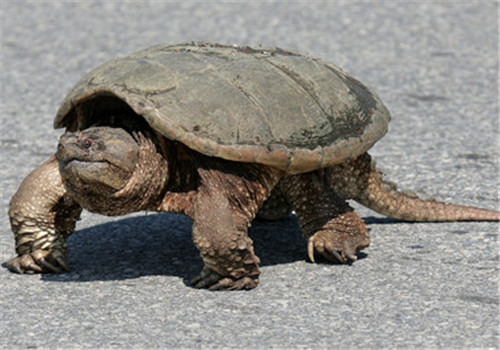 北美拟鳄龟的品种简介