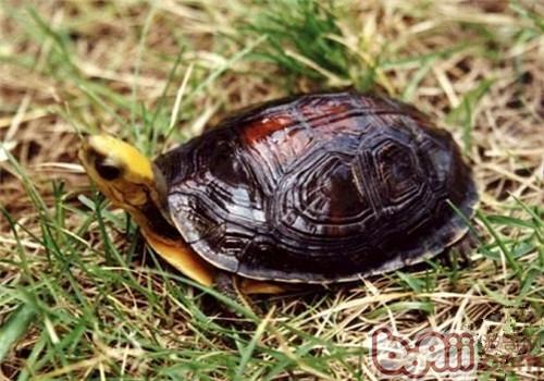 百色闭壳龟的品种简介