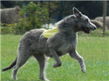 愛爾蘭獵狼犬的品種簡介