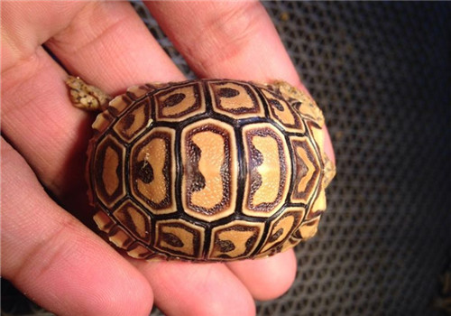 豹纹陆龟的形态特征