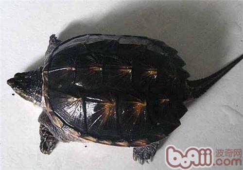 北美拟鳄龟的形态特征|爬虫品种-波奇网百科大