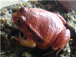 安东吉利红蛙的养护要点