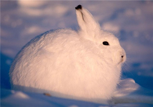 北极兔的生活环境
