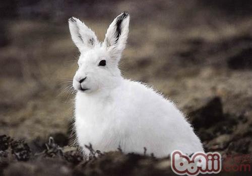 北極兔的外貌特征