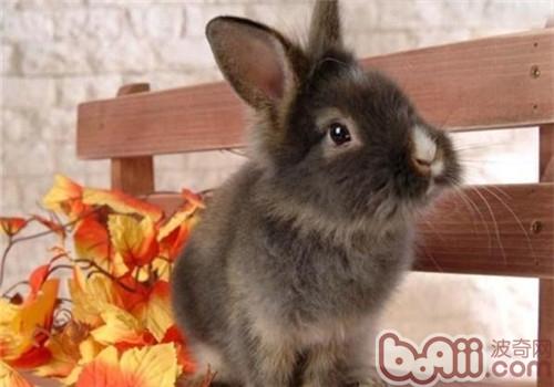 多瓦夫兔的品種簡介
