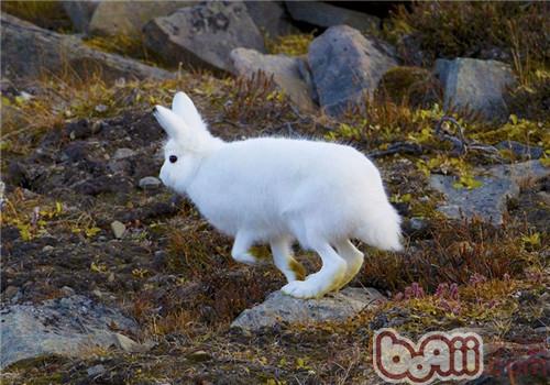 北極兔的品種簡介