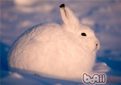 北極兔的生活環境