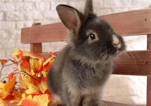 多瓦夫兔的品种简介