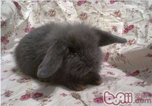 賓尼垂耳兔的外貌特征