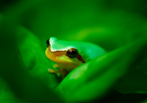 中国树蛙的形态特征
