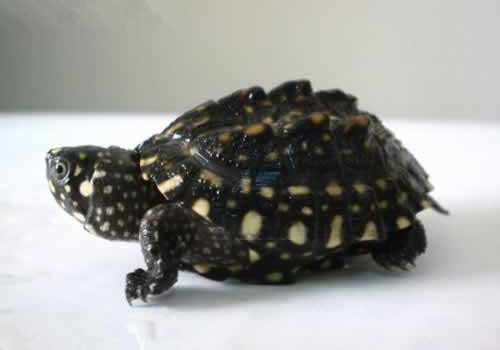哈米顿氏龟的品种简介