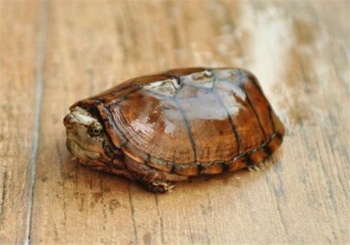 虎纹麝香龟的外形特征