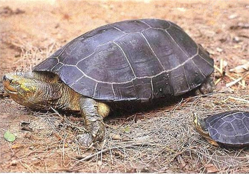 黄头庙龟的饲养方法