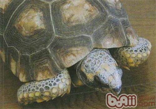 黄腿象龟的品种简介|爬虫品种-波奇网百科大全