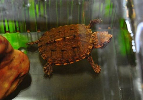 斑纹泥龟的形态特征
