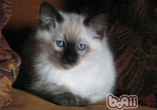 巴厘猫 巴厘猫