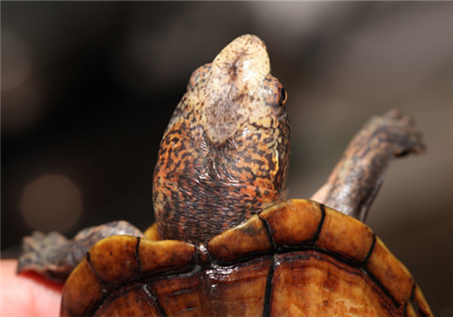 斑纹泥龟的养护重点