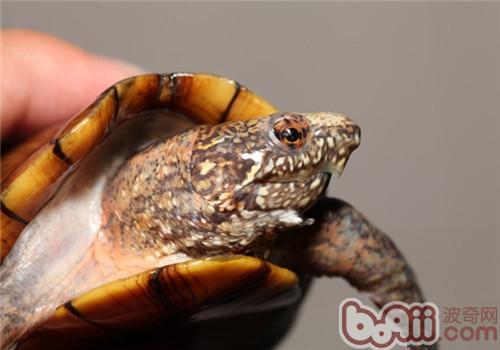 斑紋泥龜的品種簡介