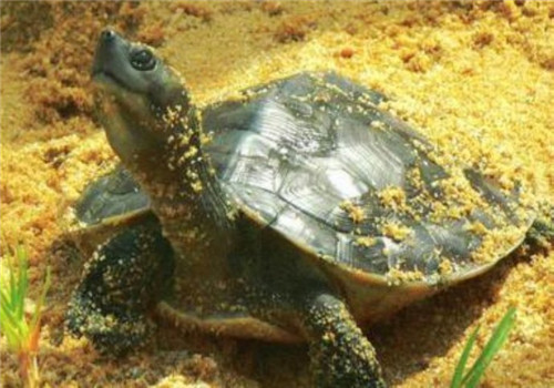 巴达库尔龟的形态特征