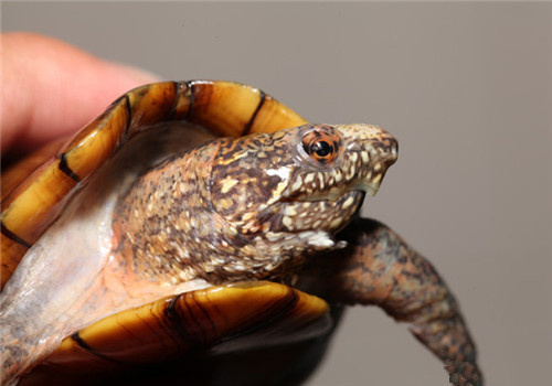 斑纹泥龟的品种简介