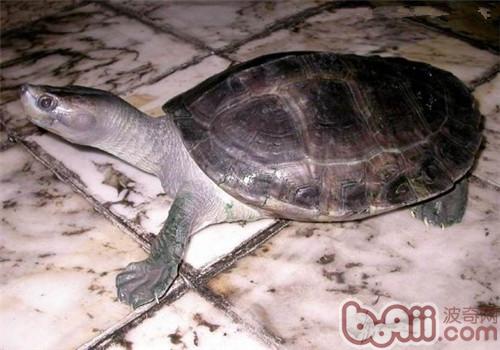 巴达库尔龟品种简介