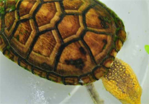 白唇泥龜的養護方法