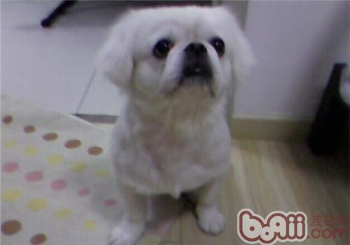 京巴犬 京巴犬