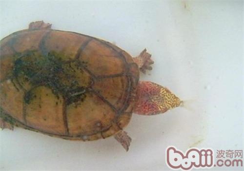 斑纹泥龟需要的生活环境