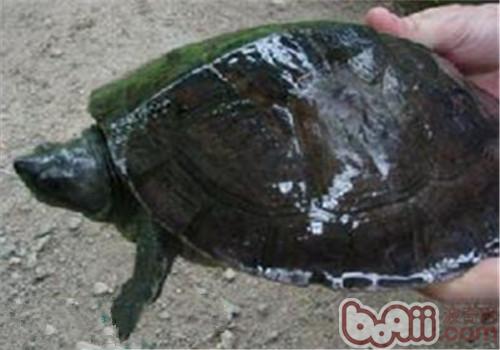 巴达库尔龟的生活环境