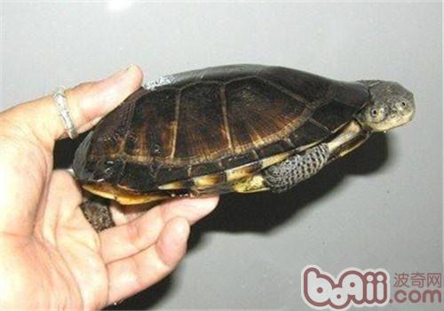 巴西放射刺颈龟的养护方法