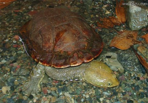 巴西蛇颈龟的形态特征