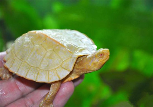 关于变异龟的小知识