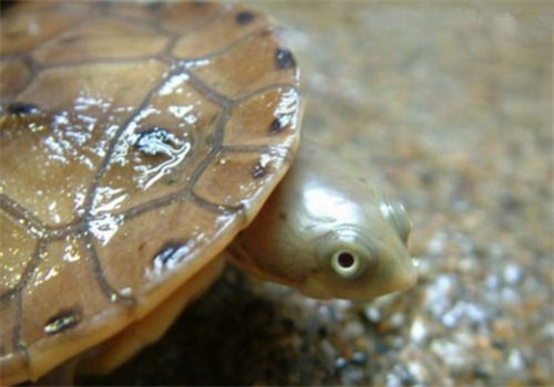 巴西蛇颈龟的喂食要求