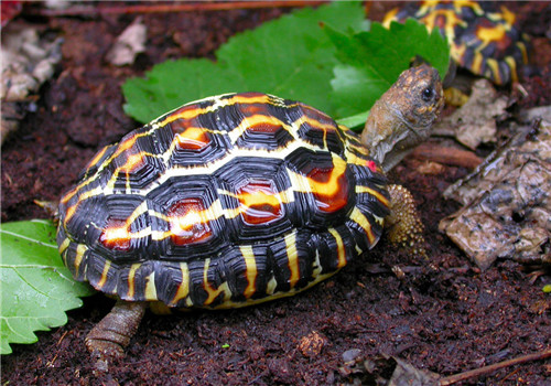 扁尾陆龟的生活环境布置