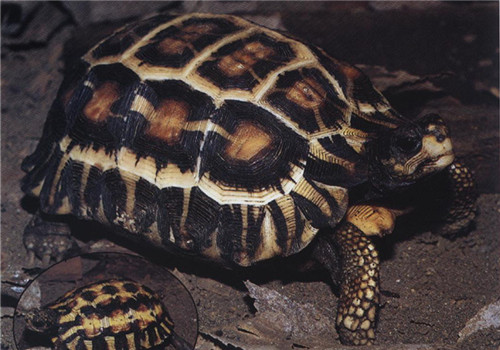 扁尾陆龟的品种简介