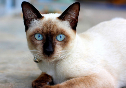 暹羅貓真的是很聒噪的貓咪嗎