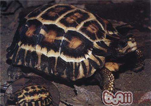 扁尾陆龟的品种简介