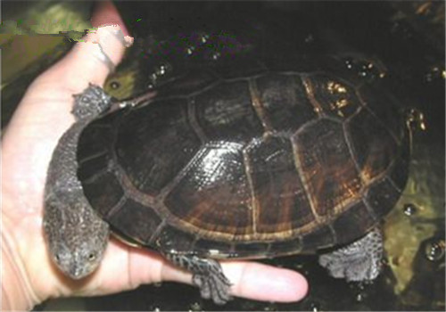 巴西放射刺颈龟的品种简介