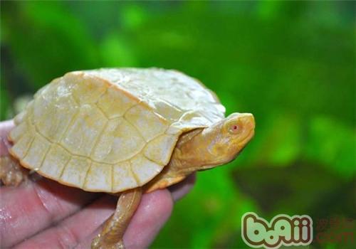 关于变异龟的小知识|爬虫养护-波奇网百科大全