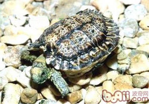 斑点陆龟的生活环境